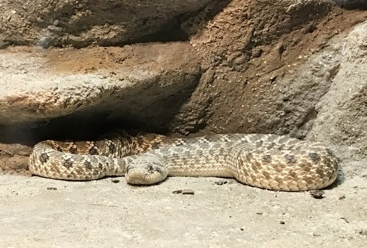 North Carolina Zoo - Desert Banded Rock Rattlesnake