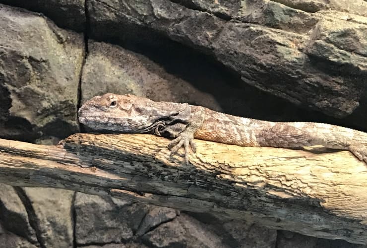 North Carolina Zoo - Desert Lizard