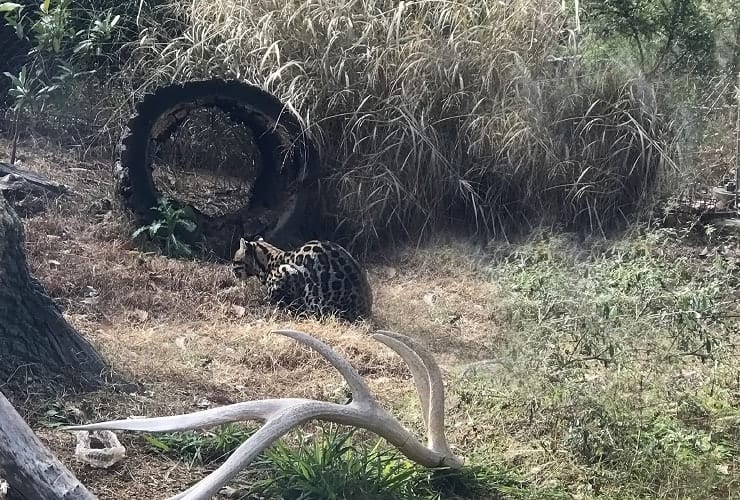 North Carolina Zoo - Ocelot