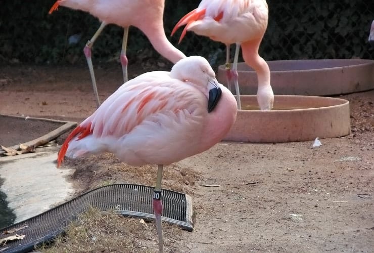 North Carolina Zoo - Forest Aviary Chilean Flamingos