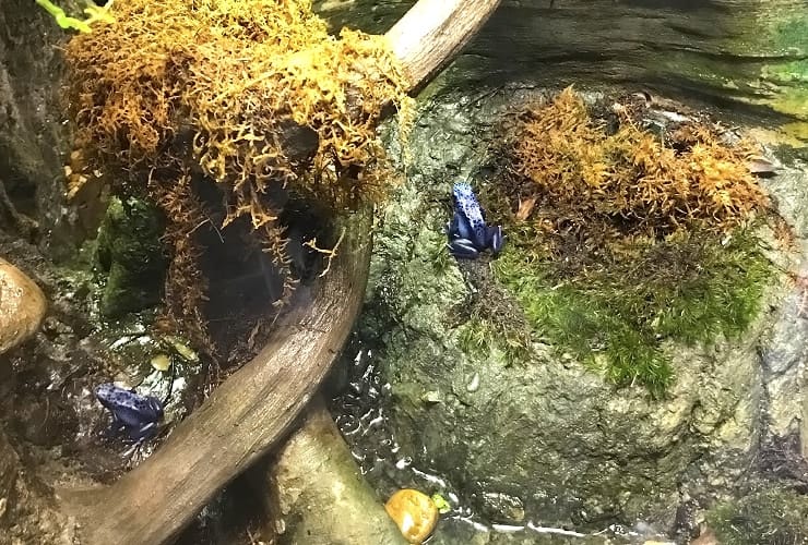 North Carolina Zoo - Forest Aviary Pleasing Poison Dart Frogs