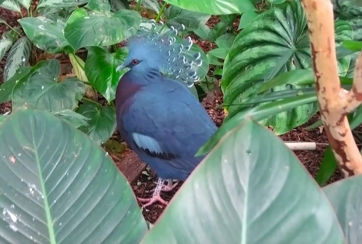 North Carolina Zoo - Forest Aviary Victoria Crowned Pigeon