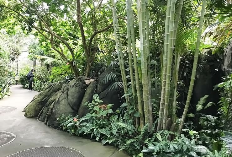 North Carolina Zoo - Forest Aviary Bamboo and Palms