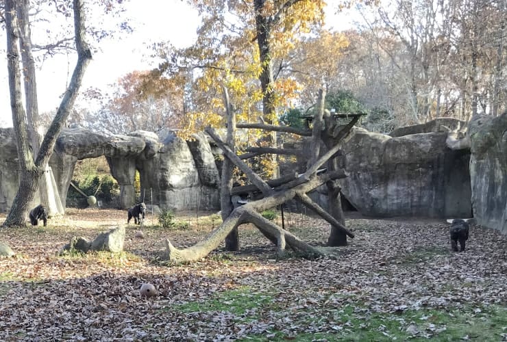 North Carolina Zoo - Gorillas