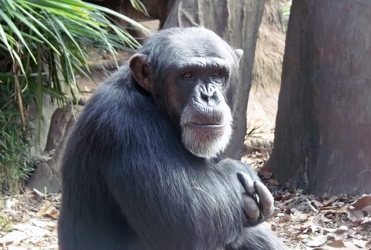 North Carolina Zoo - Chimpanzees