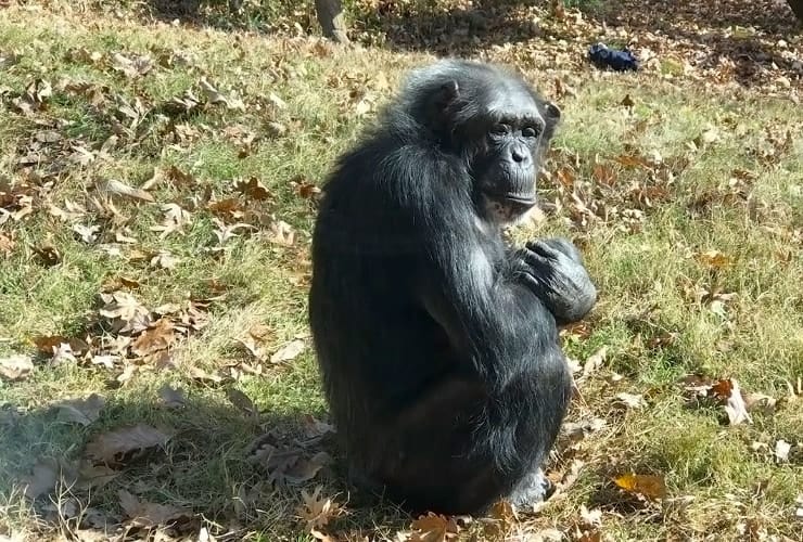 North Carolina Zoo - Chimpanzees