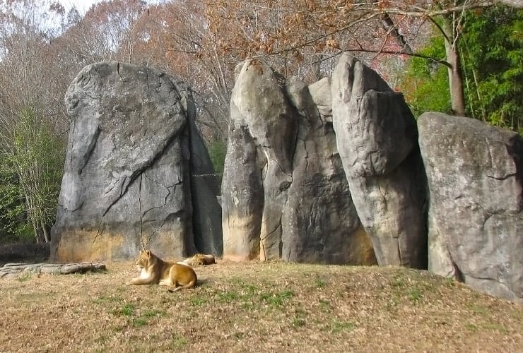 North Carolina Zoo - Lions