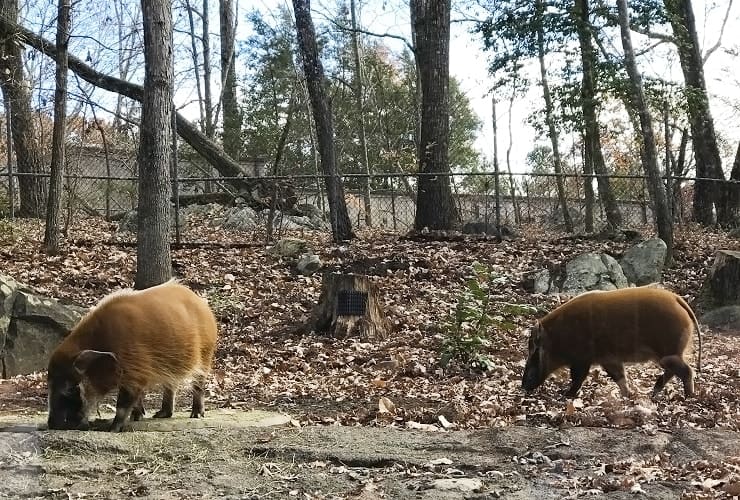 North Carolina Zoo - Red River Hogs