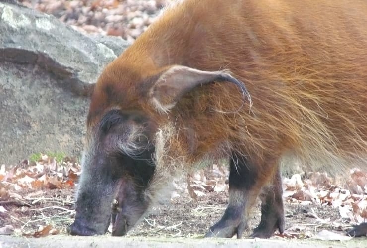 North Carolina Zoo - Red River Hogs