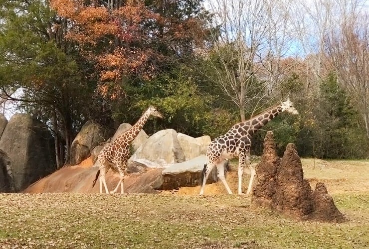 North Carolina Zoo - Giraffes