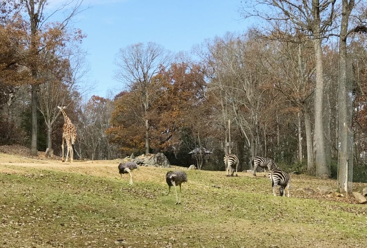 North Carolina Zoo - Giraffes, Ostriches & Zebras