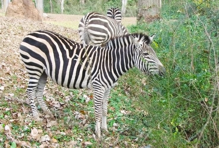 North Carolina Zoo - Zebras