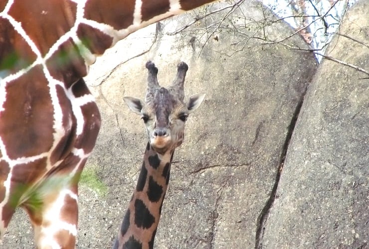 North Carolina Zoo - Baby Giraffes