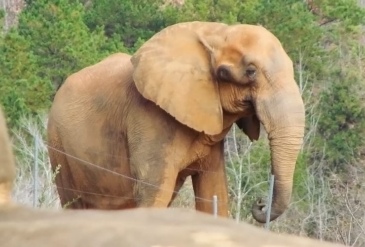 North Carolina Zoo - Elephants