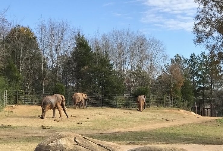 North Carolina Zoo - Elephants