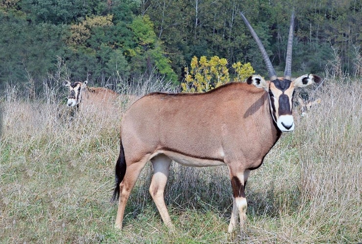 North Carolina Zoo - Fringe-eared Oryx