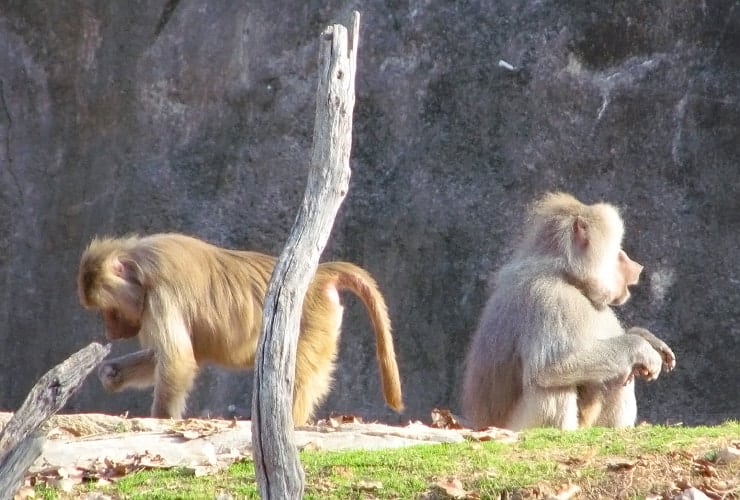 North Carolina Zoo - Baboons