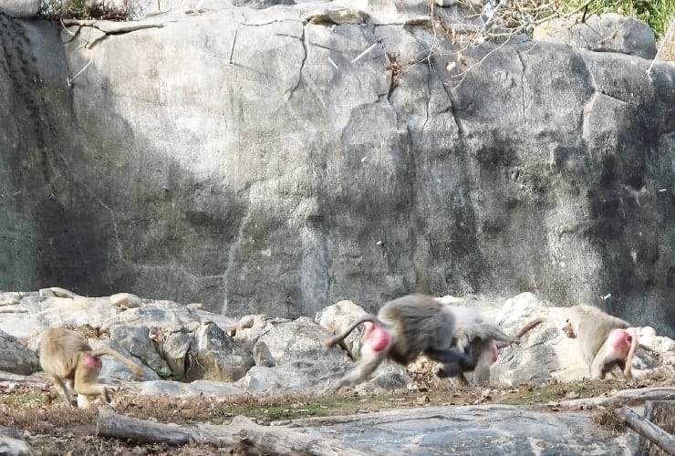 North Carolina Zoo - Baboons