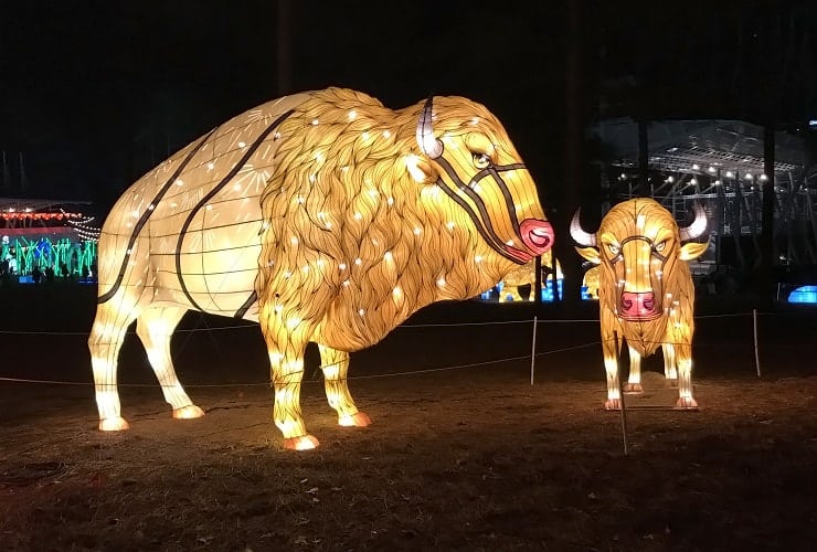 Chinese Lantern Festival - Bison