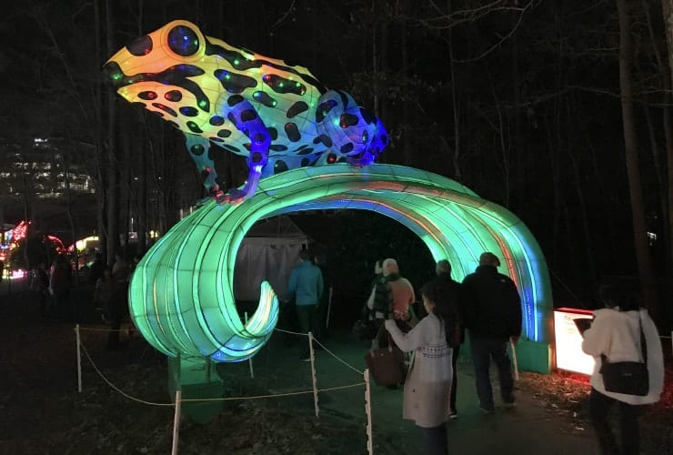Chinese Lantern Festival - Poison Dart Frog
