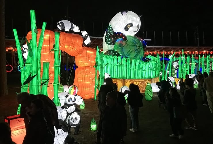 Chinese Lantern Festival - Pandas Play with Bamboo
