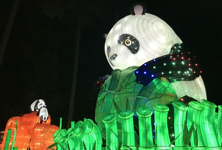 Chinese Lantern Festival - Pandas Play with Bamboo detail