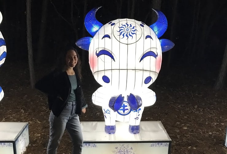 Chinese Lantern Festival - Zodiac Ox