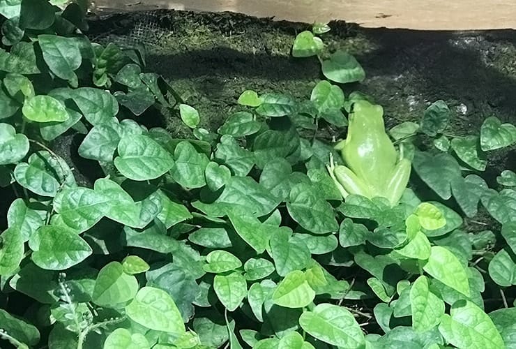 Crystal Coast NC - Aquarium Pine Knoll Shores - Green Tree Frog