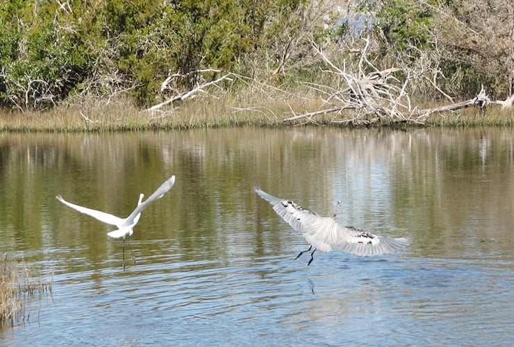 Crystal Coast NC - Aquarium Pine Knoll Shores - White Ibis & Great Egret