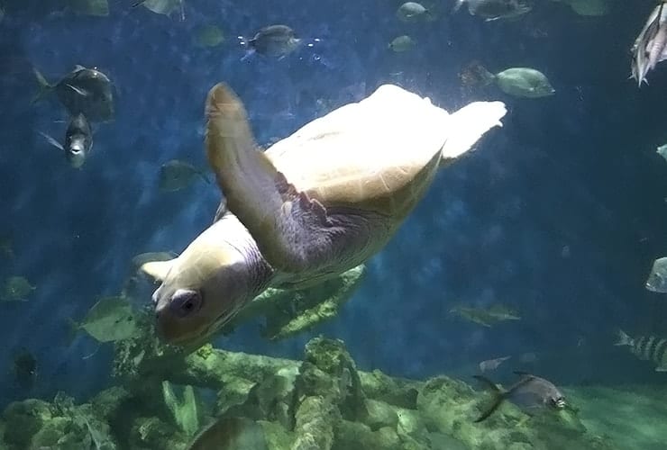 Crystal Coast NC - Aquarium Pine Knoll Shores - Loggerhead Sea Turtle
