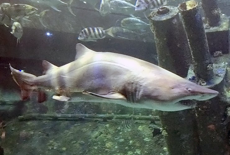 Crystal Coast NC - Aquarium Pine Knoll Shores - Nurse Shark
