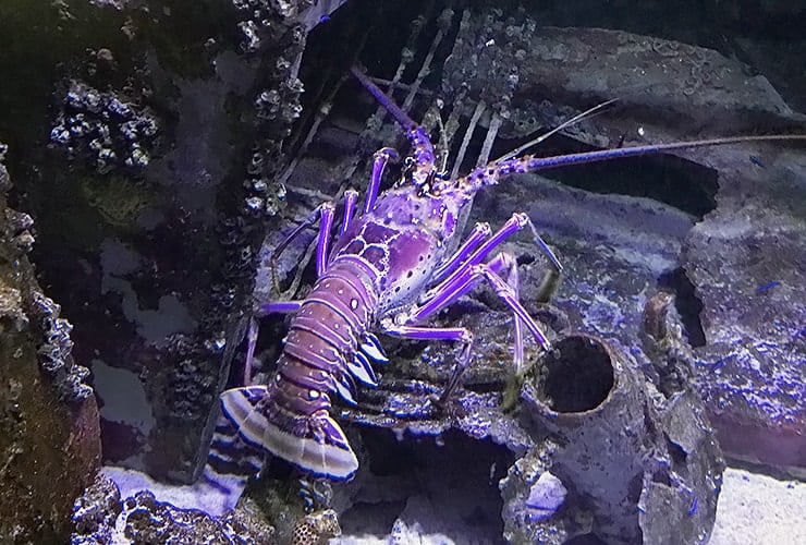 Crystal Coast NC - Aquarium Pine Knoll Shores - Lobster