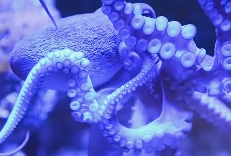 Crystal Coast NC - Aquarium Pine Knoll Shores - Octopus