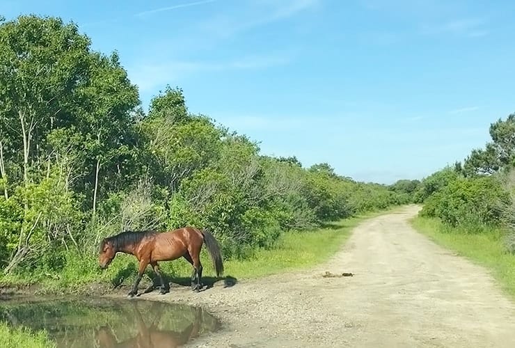 Upper Outer Banks - Wild Mustang
