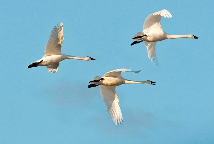 Flying Tundra Swans on the Upper Outer Banks