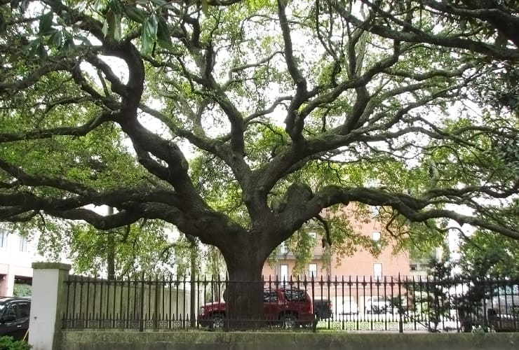 Charleston South Carolina - Angel Oak Tree