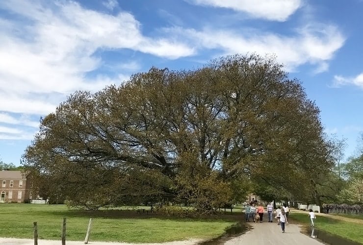 Compton Oak Tree at Colonial Williamsburg