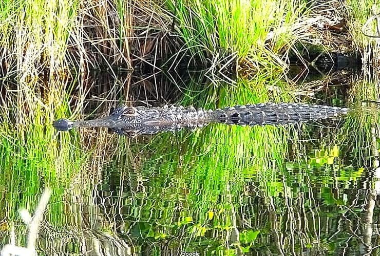 Middle Outer Banks - Alligator River National Wildlife Refuge