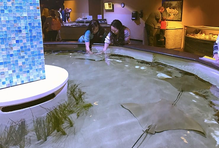 NC Aquarium at Pine Knoll Shores - Touching Stingrays