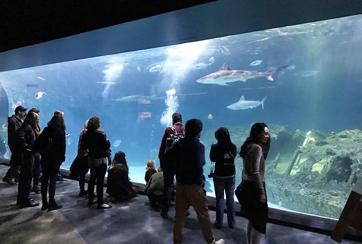 Roanoke Island Aquarium Shark Tank