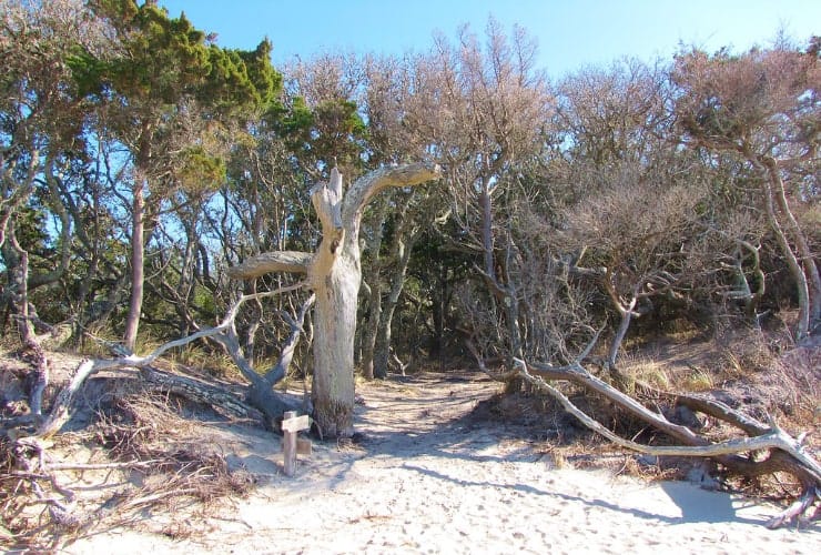 Springer's Point Preserve Ocracoke Lower Outer Banks