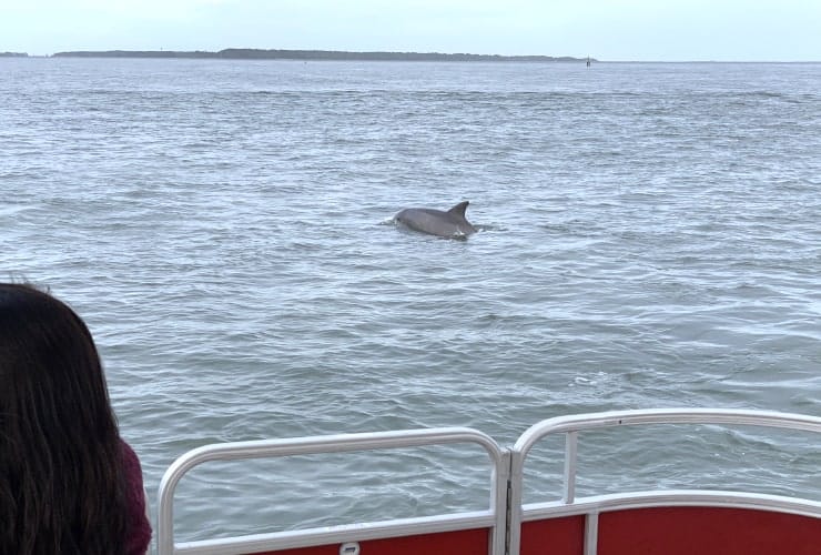 Chincoteague Bay Dolphin