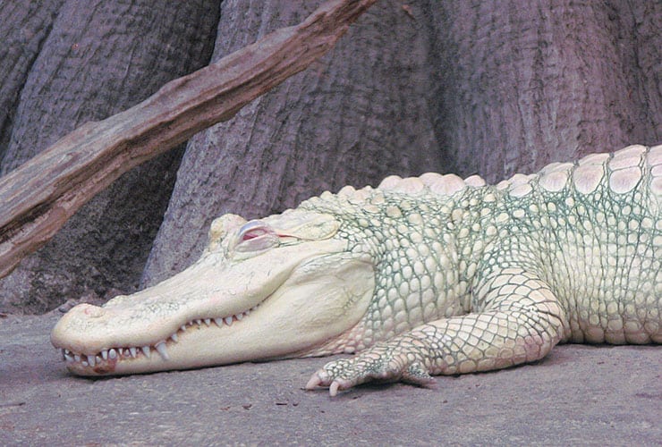 NC Fort Fisher Aquarium - Albino Alligator