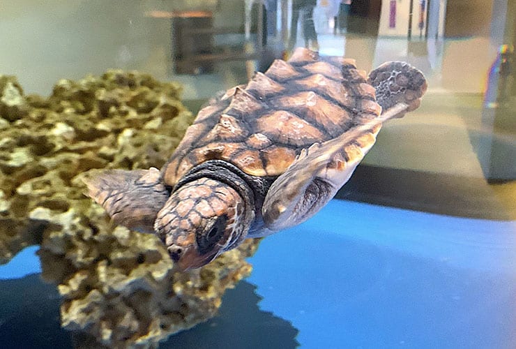 NC Fort Fisher Aquarium - Loggerhead Sea Turtle