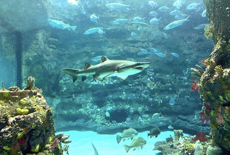 NC Fort Fisher Aquarium - Sand Shark