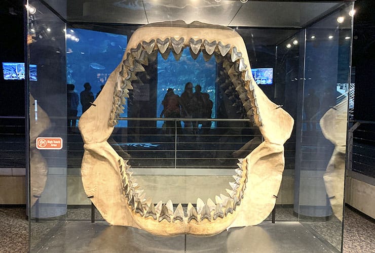 Fort Fisher Aquarium - Megalodon jaw