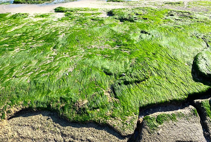 Kure Beach Coquina Outcrop Algae