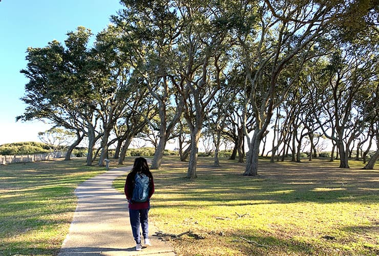Oak Trees at Fort Fisher in Kure Beach