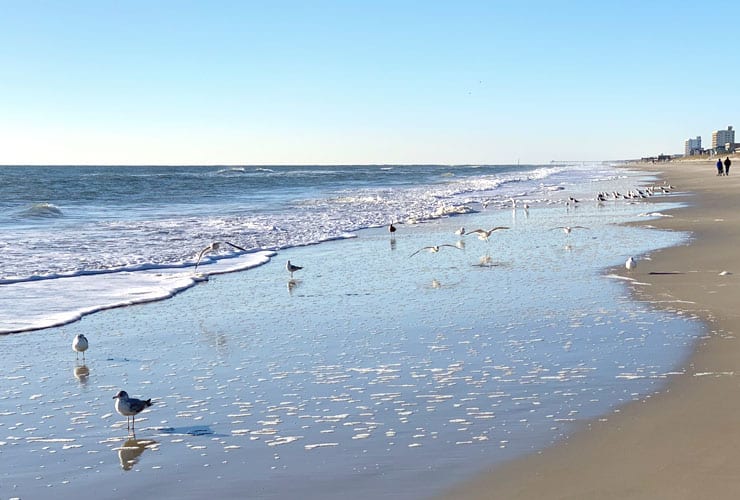 Birds on Carolina Beach