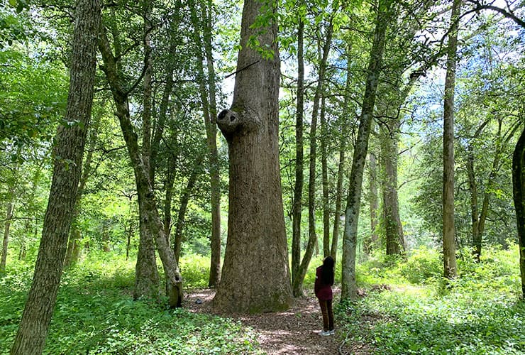Bryson City Island Park Massive Tree